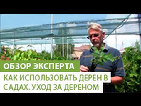 Нажмите, чтобы запустить видео