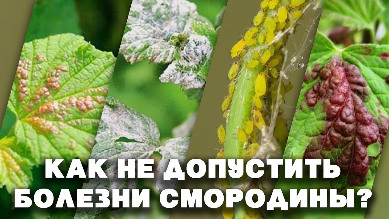 Нажмите, чтобы запустить видео