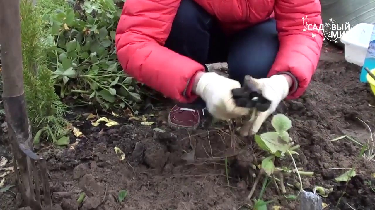 Нажмите, чтобы запустить видео