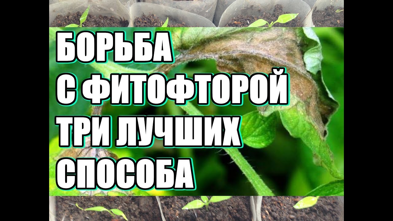 Нажмите, чтобы запустить видео