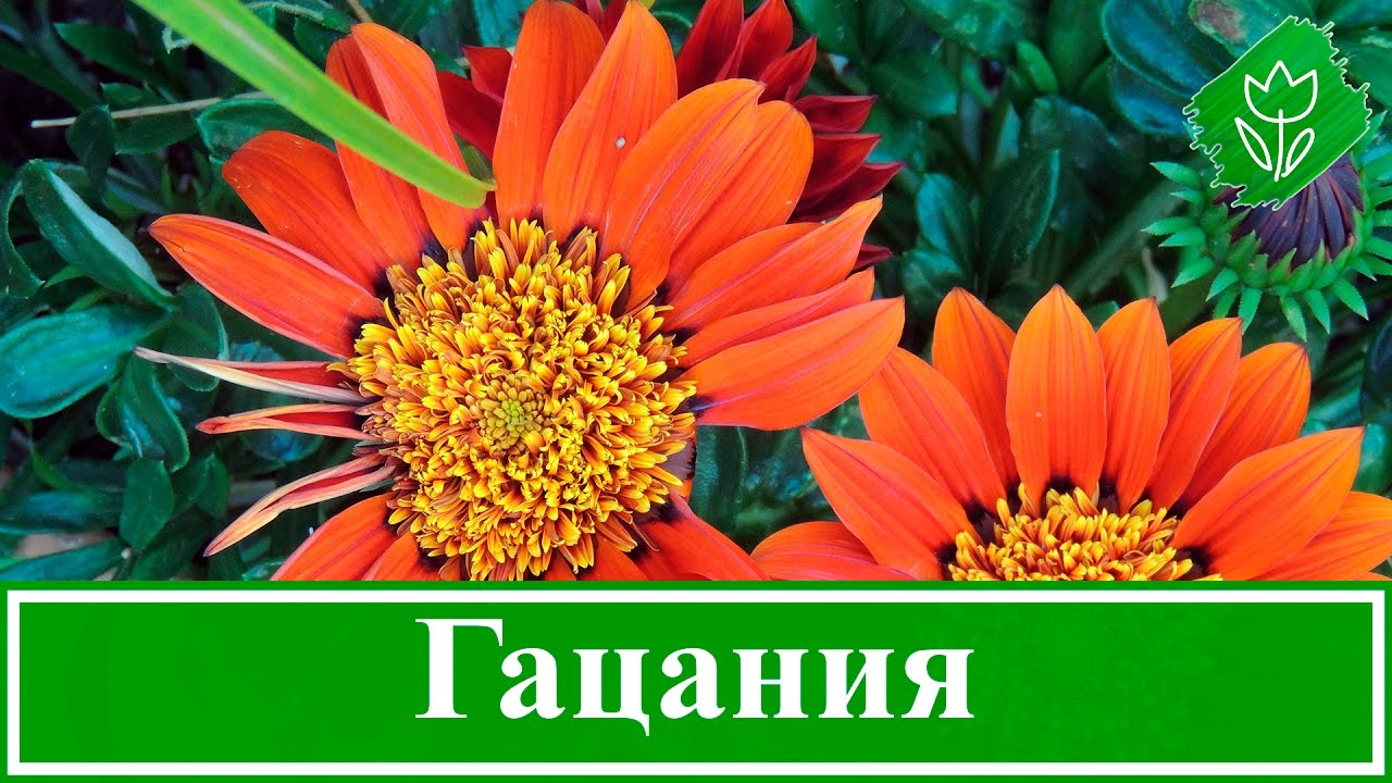 Нажмите, чтобы запустить видео