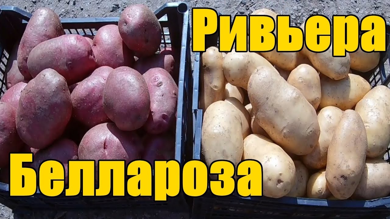 Нажмите, чтобы запустить видео