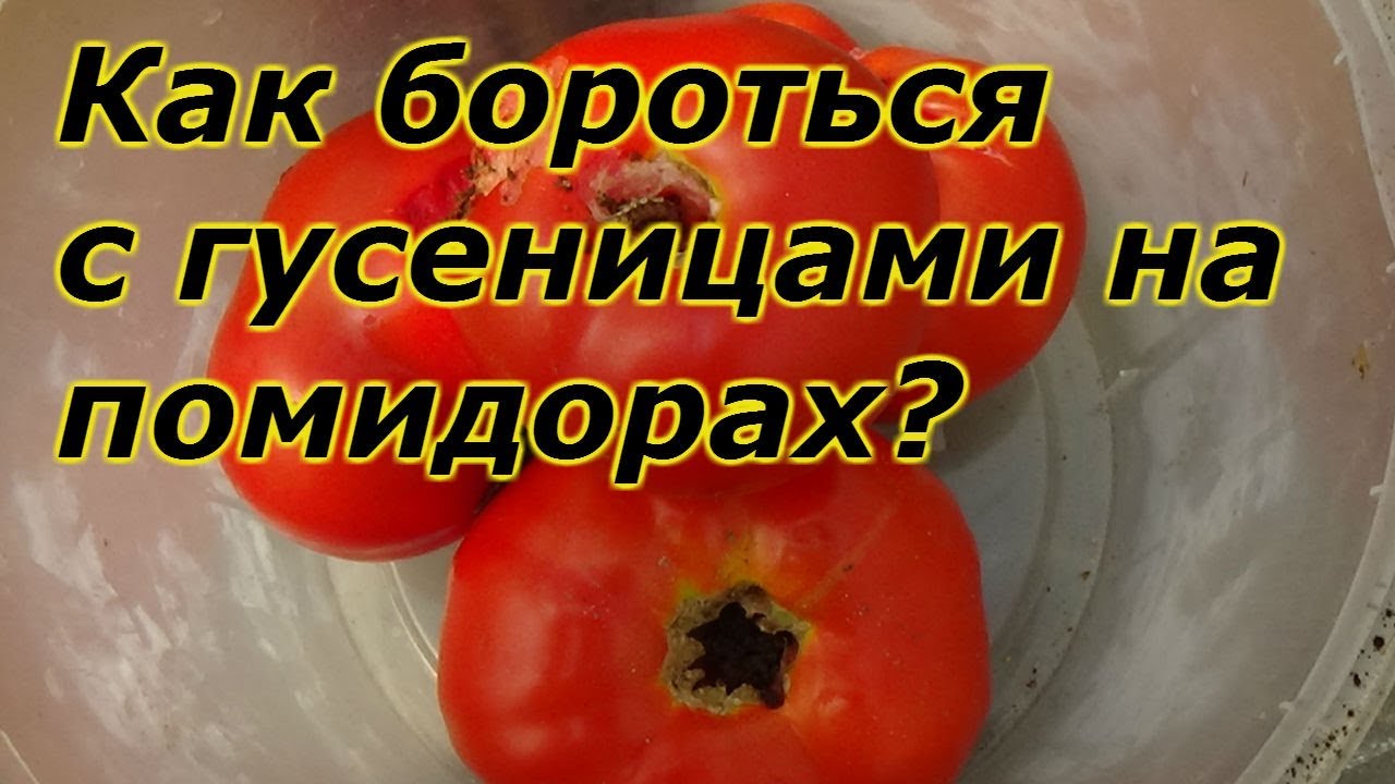 Нажмите, чтобы запустить видео