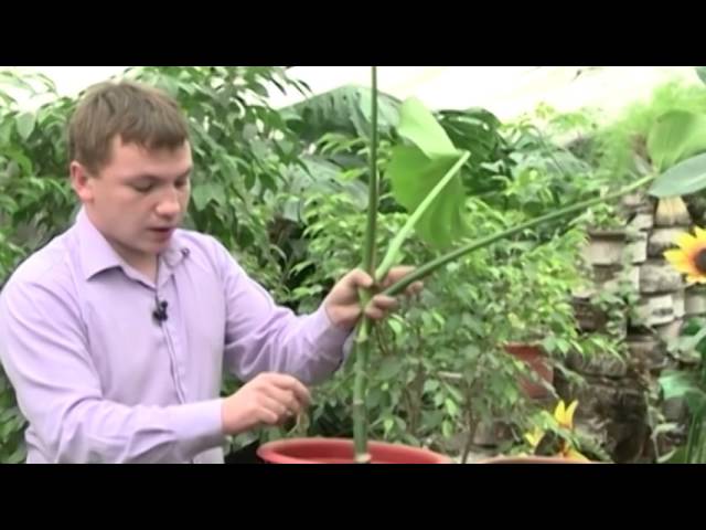 Нажмите, чтобы запустить видео