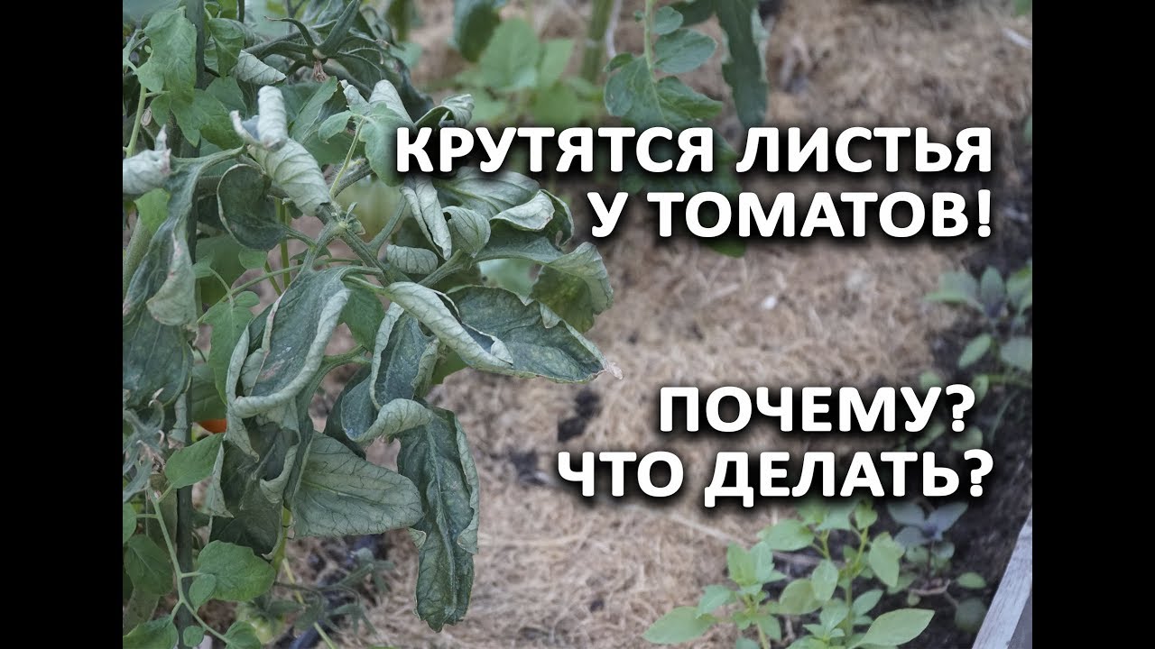 Нажмите, чтобы запустить видео