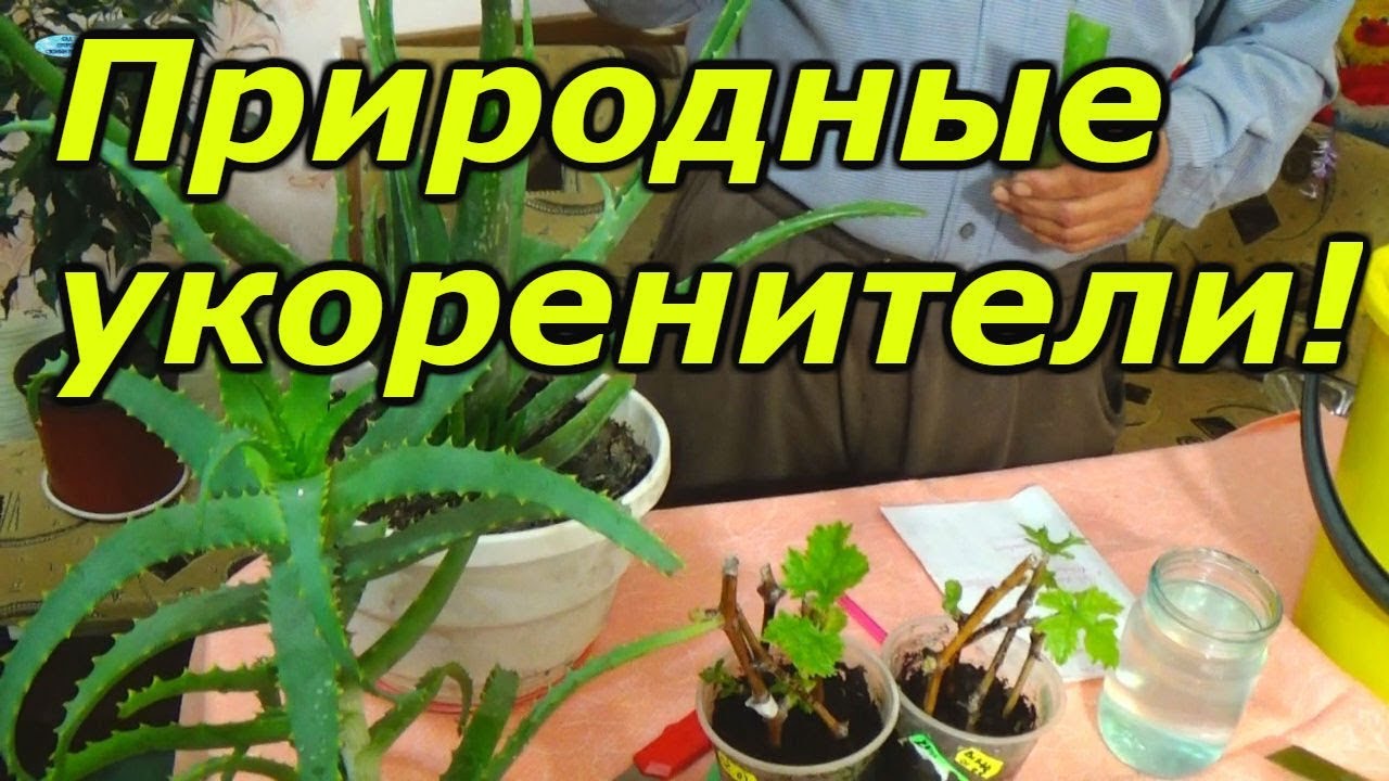 Нажмите, чтобы запустить видео