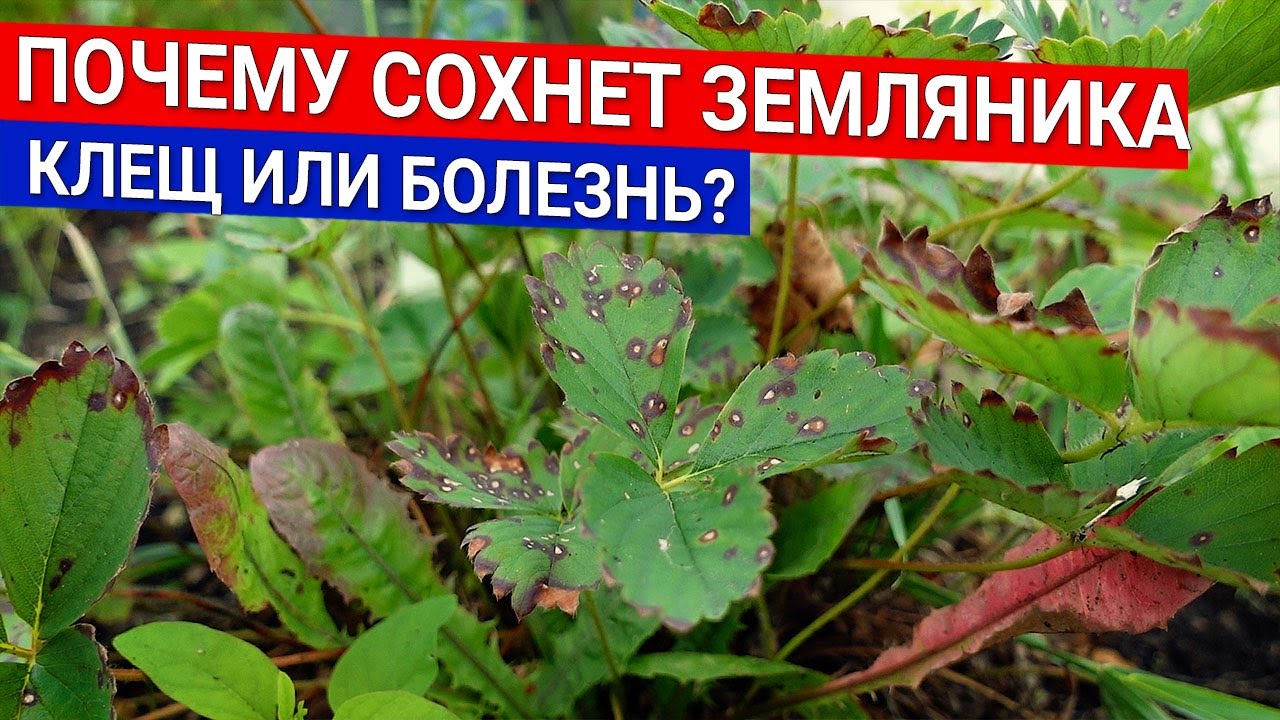 Нажмите, чтобы запустить видео
