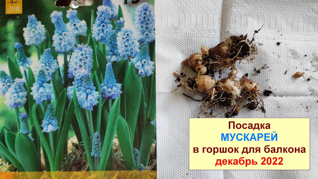 Нажмите, чтобы запустить видео