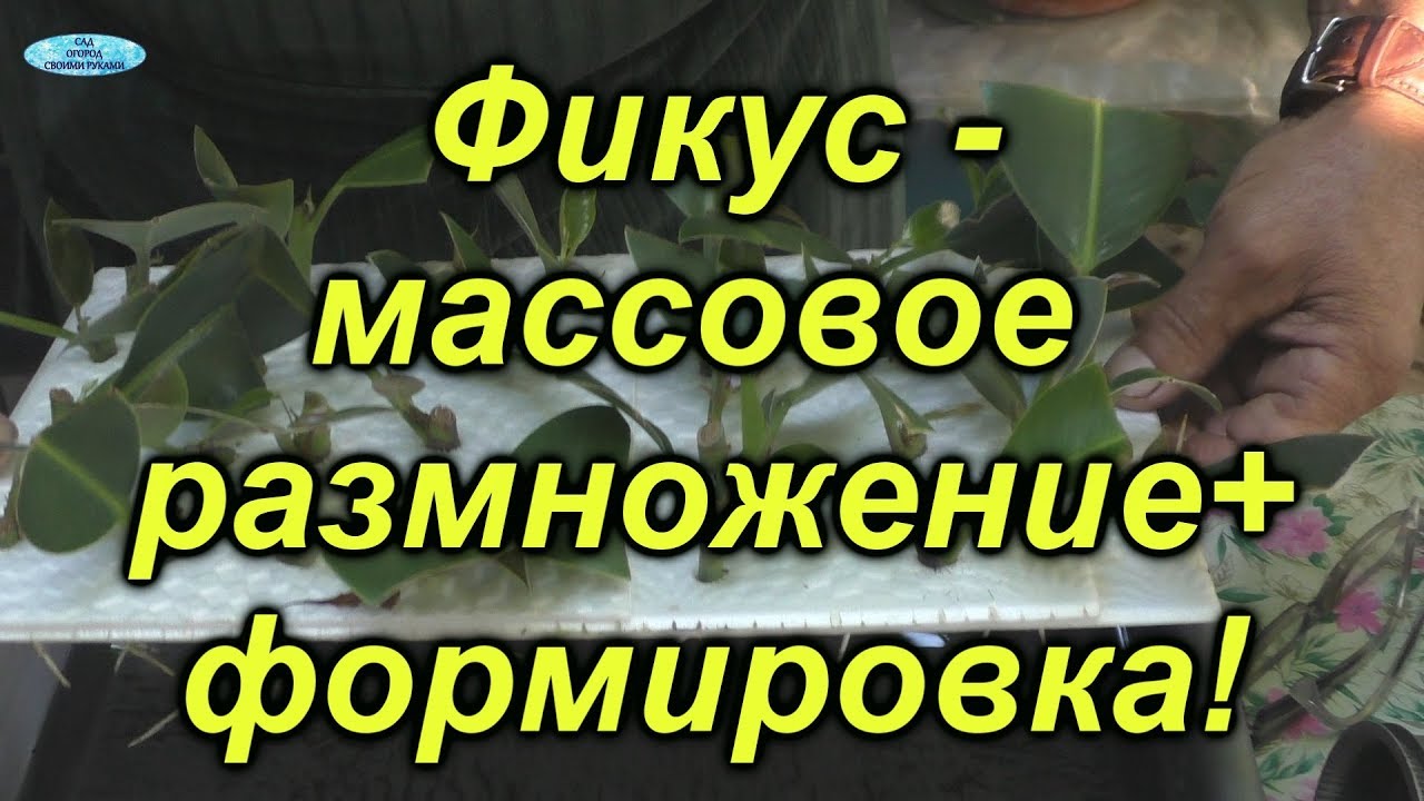 Нажмите, чтобы запустить видео