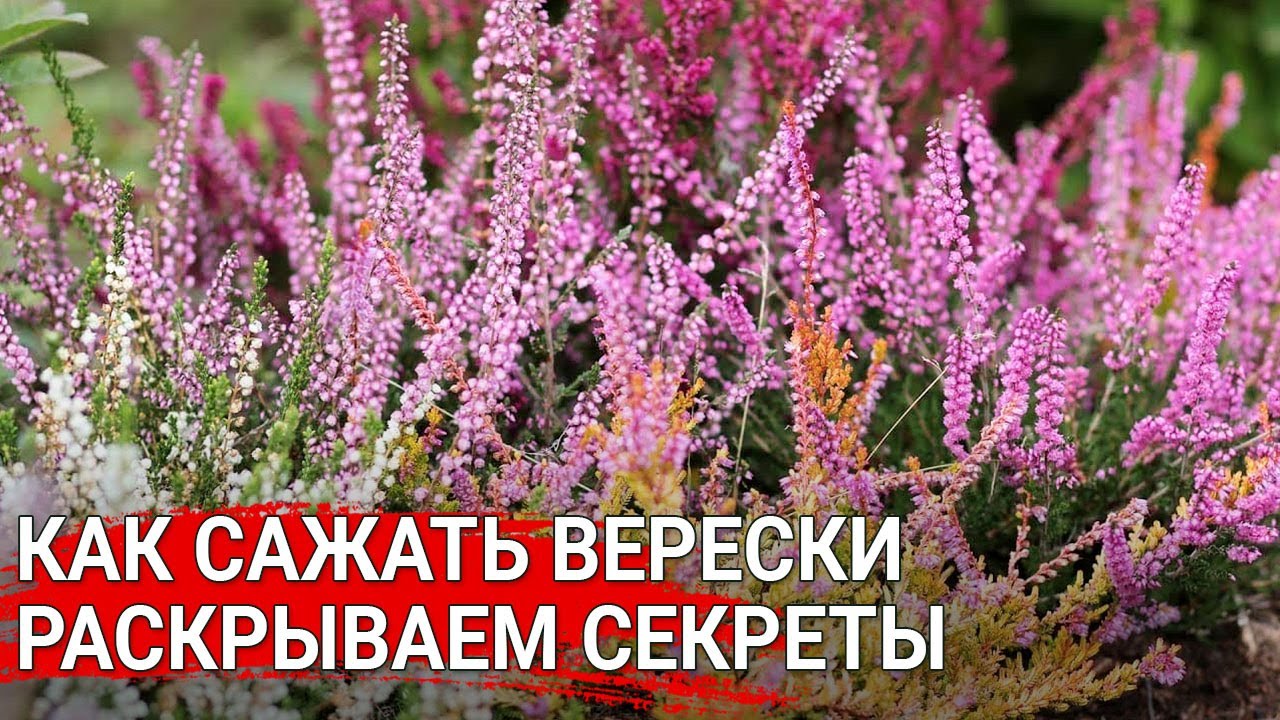 Нажмите, чтобы запустить видео