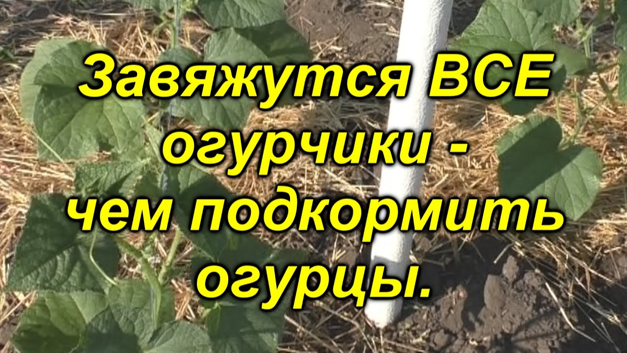 Нажмите, чтобы запустить видео