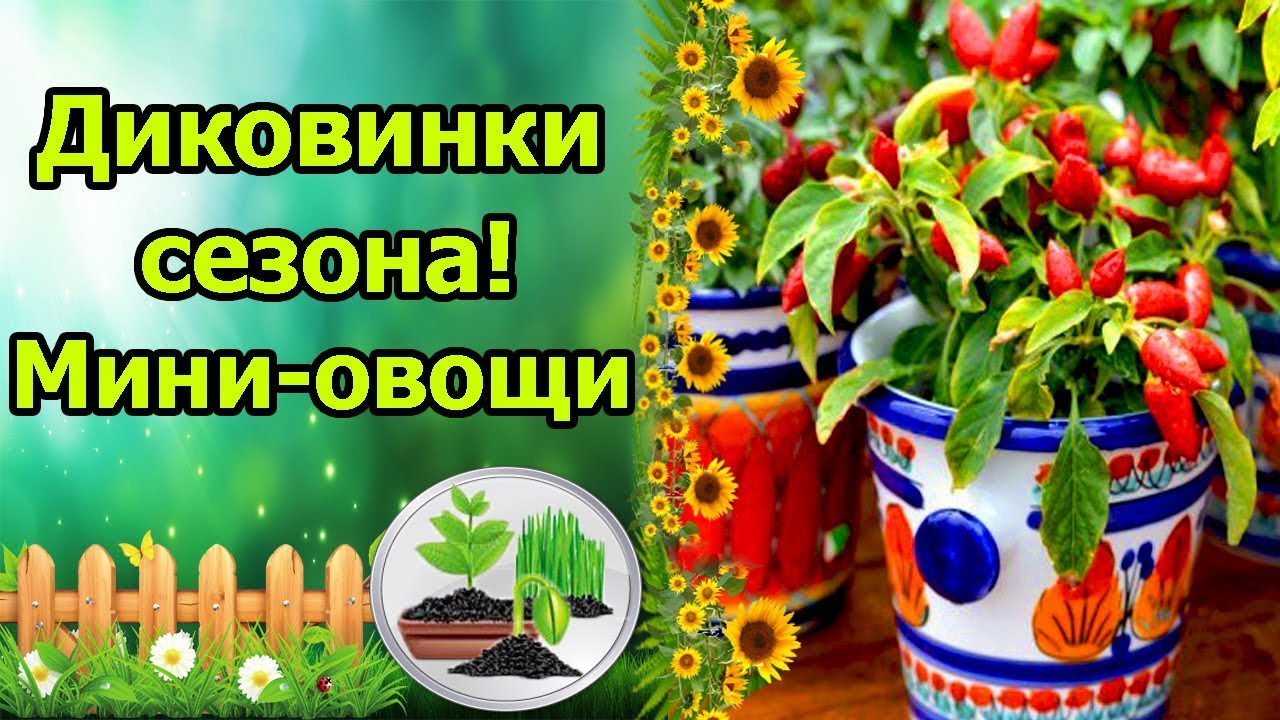 Нажмите, чтобы запустить видео