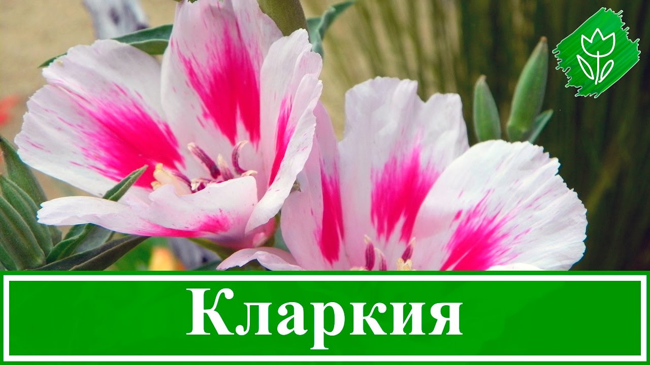 Нажмите, чтобы запустить видео