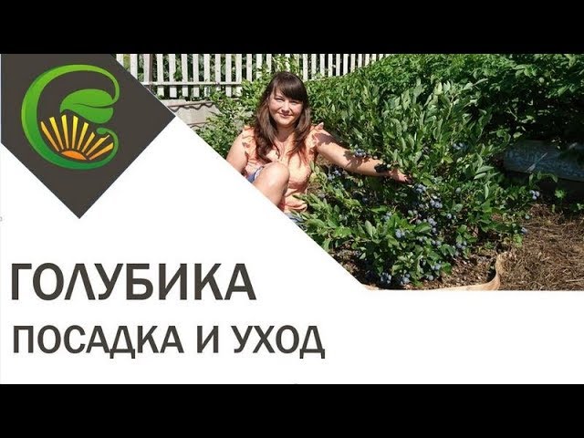 Нажмите, чтобы запустить видео
