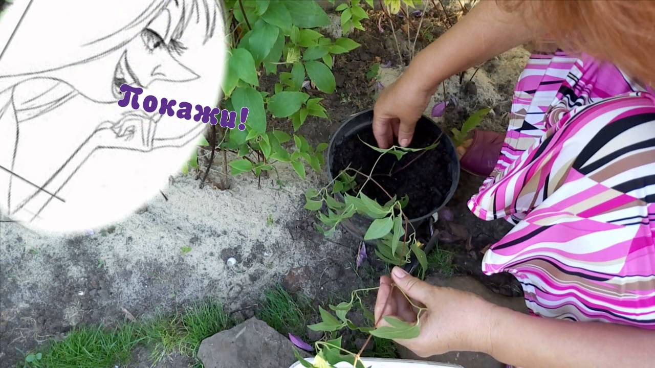 Нажмите, чтобы запустить видео