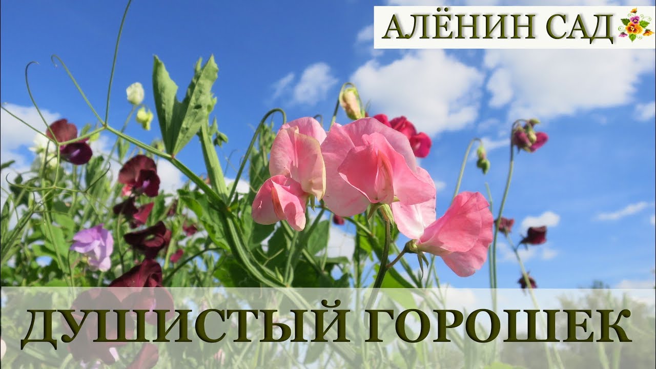 Нажмите, чтобы запустить видео