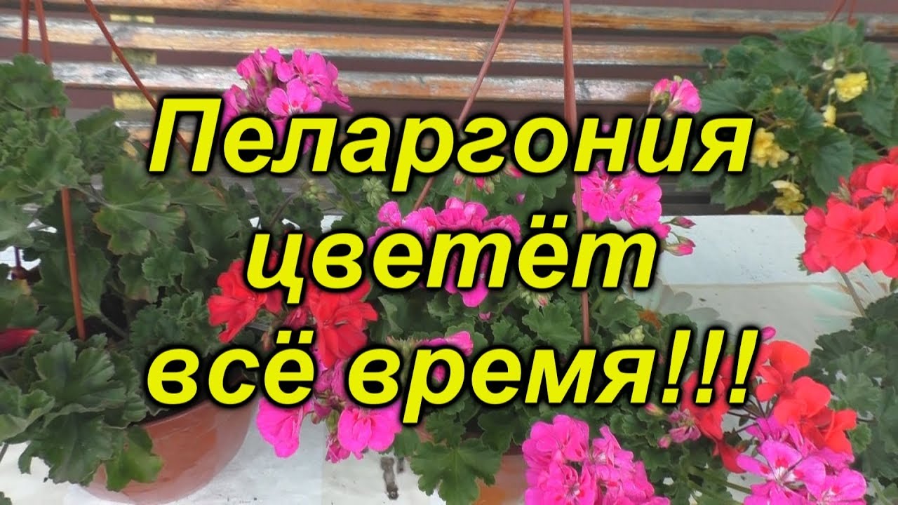 Нажмите, чтобы запустить видео