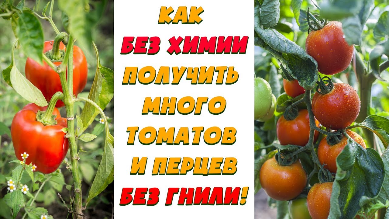 Нажмите, чтобы запустить видео