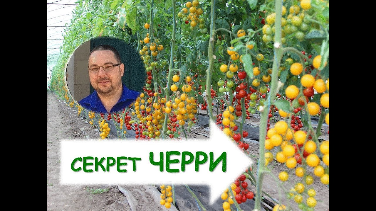 Нажмите, чтобы запустить видео