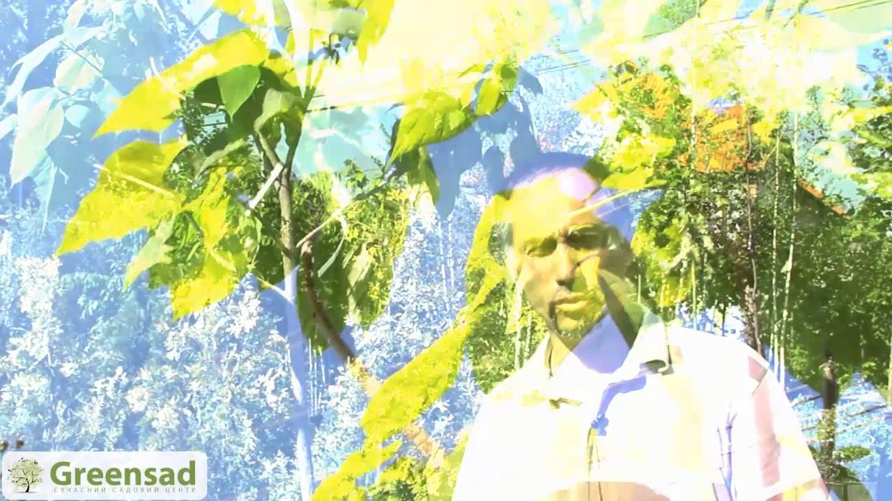 Нажмите, чтобы запустить видео