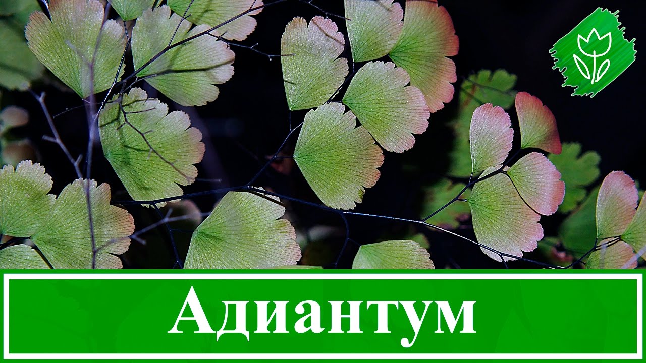 Нажмите, чтобы запустить видео
