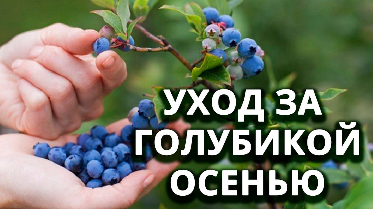 Нажмите, чтобы запустить видео