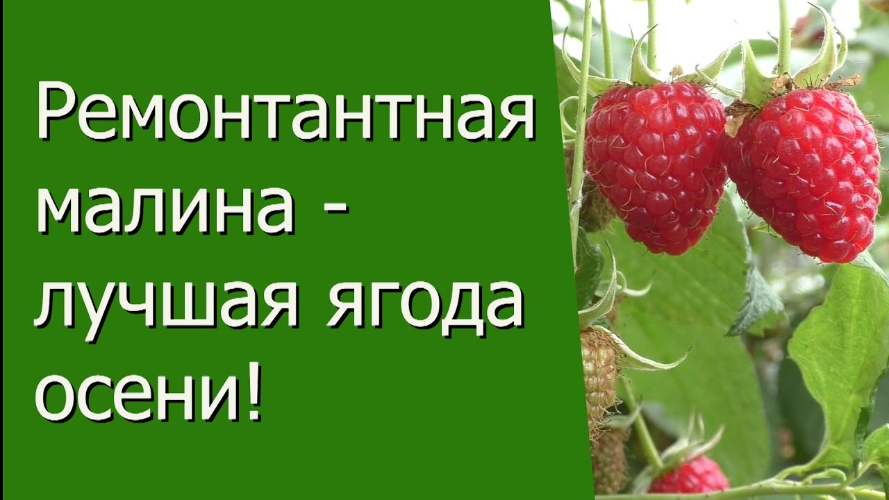 Нажмите, чтобы запустить видео