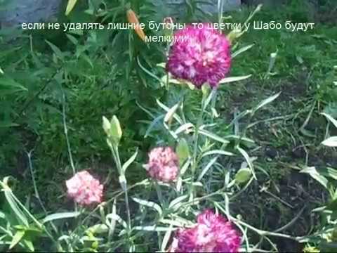 Нажмите, чтобы запустить видео