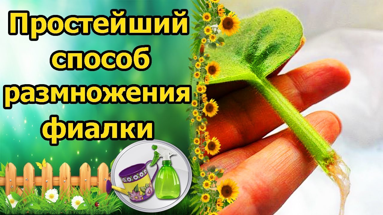 Нажмите, чтобы запустить видео