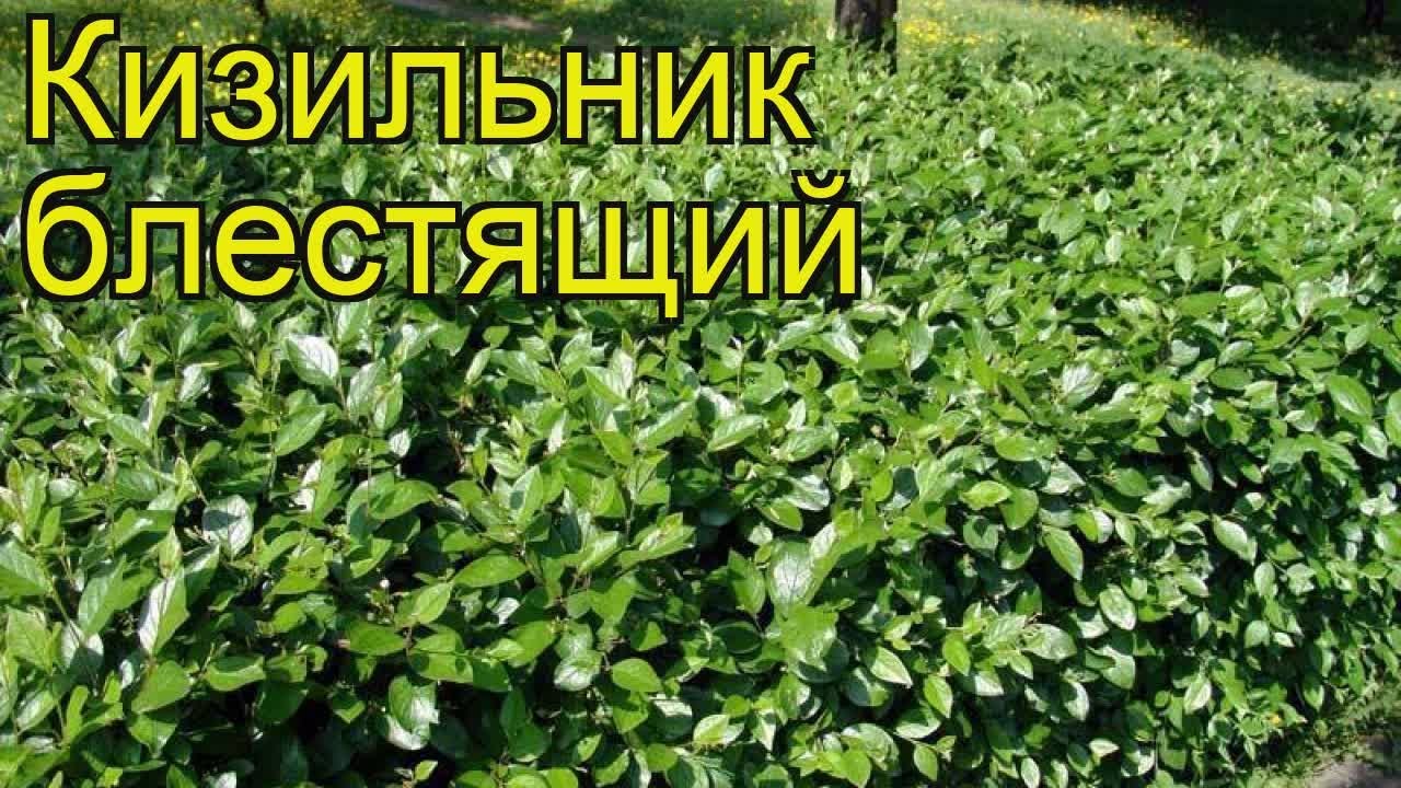 Нажмите, чтобы запустить видео