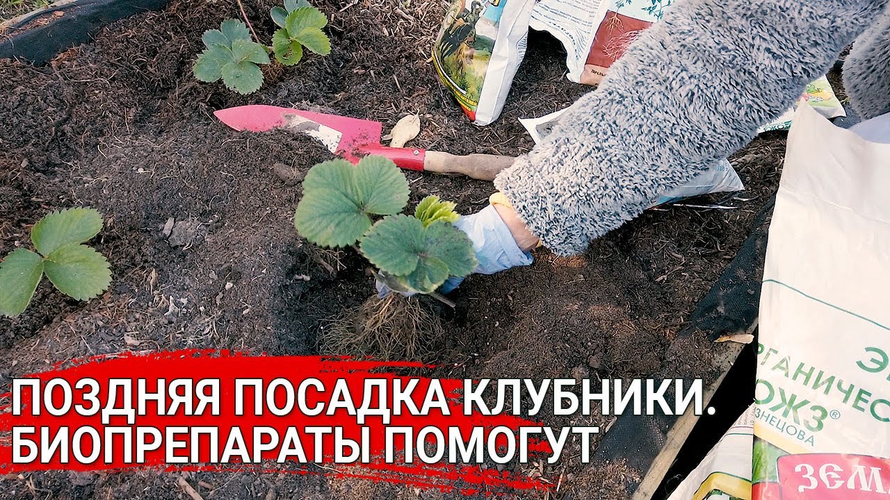 Нажмите, чтобы запустить видео