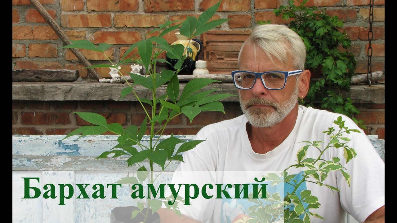 Нажмите, чтобы запустить видео
