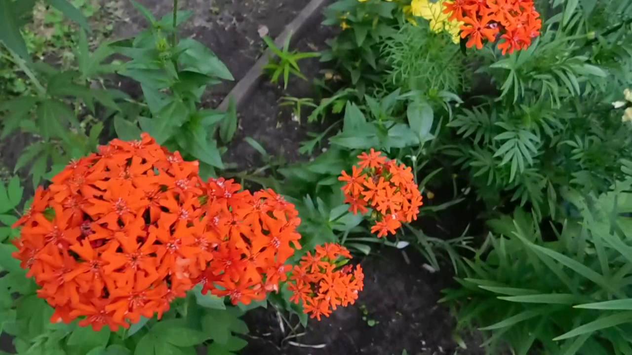 Нажмите, чтобы запустить видео