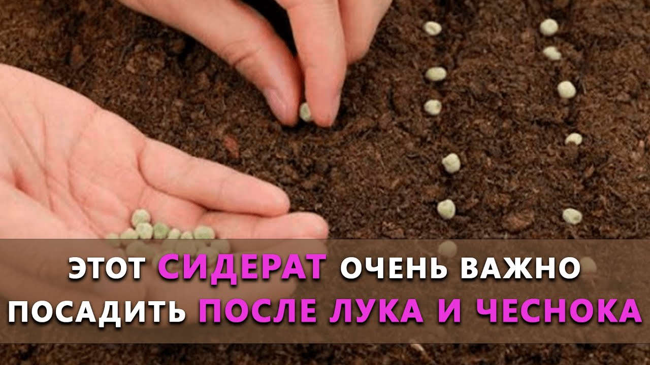 Нажмите, чтобы запустить видео