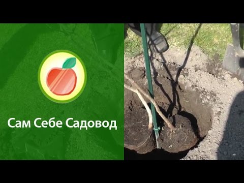 Нажмите, чтобы запустить видео