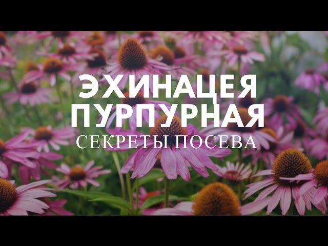 Нажмите, чтобы запустить видео