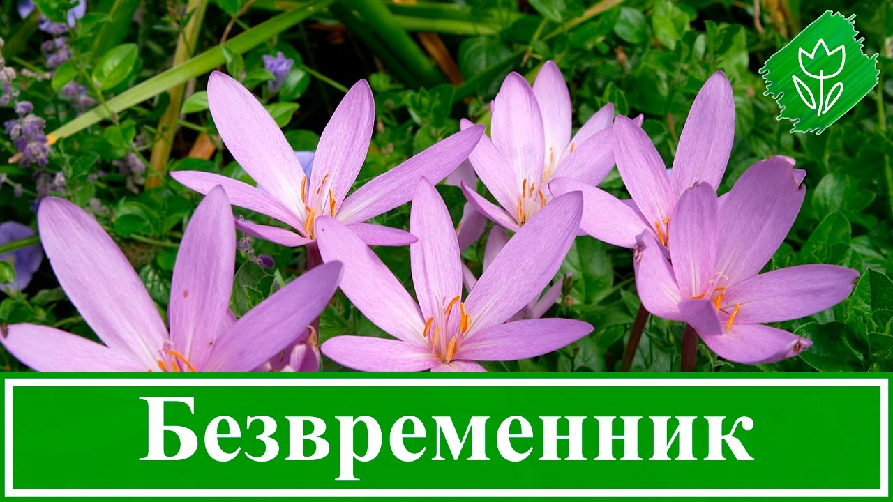 Нажмите, чтобы запустить видео