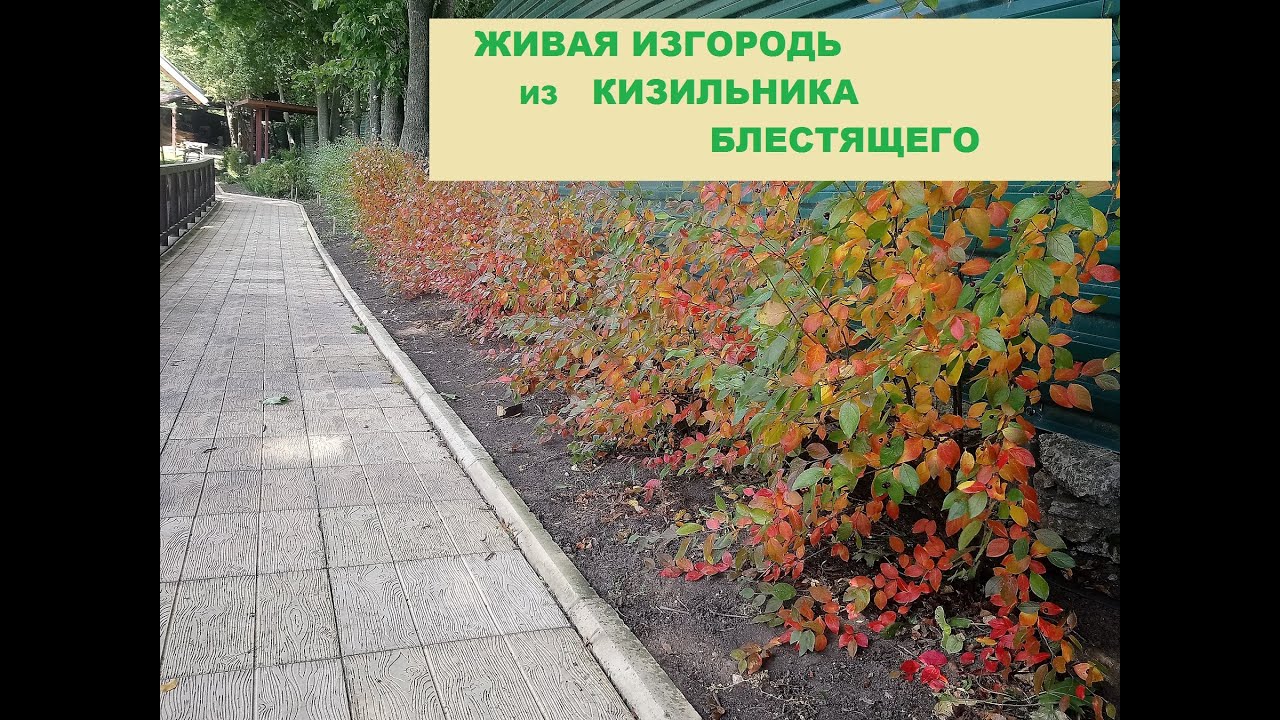 Нажмите, чтобы запустить видео