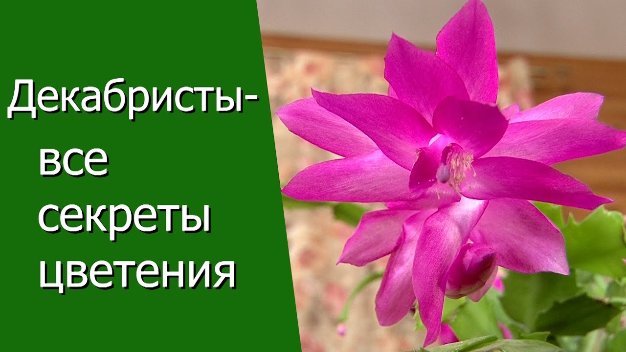Нажмите, чтобы запустить видео
