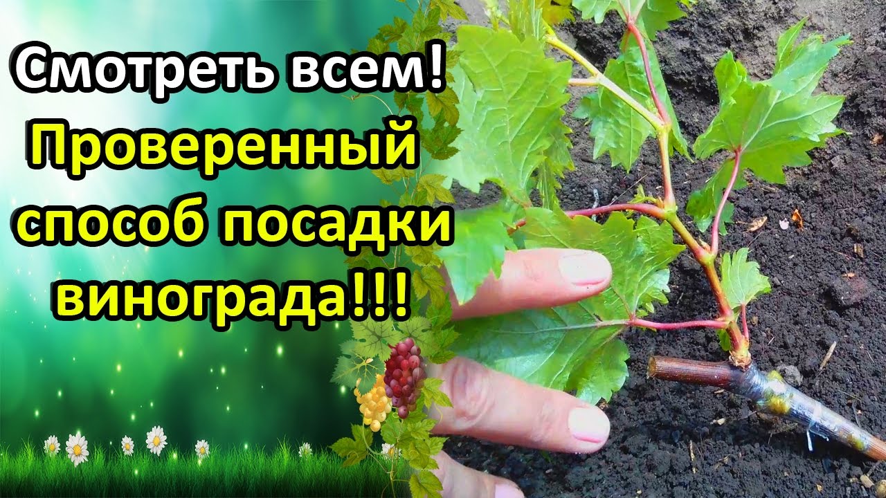 Нажмите, чтобы запустить видео