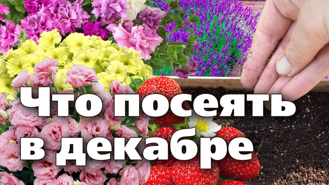 Нажмите, чтобы запустить видео