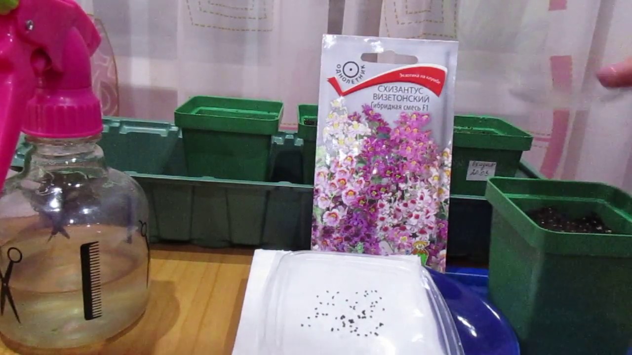 Нажмите, чтобы запустить видео