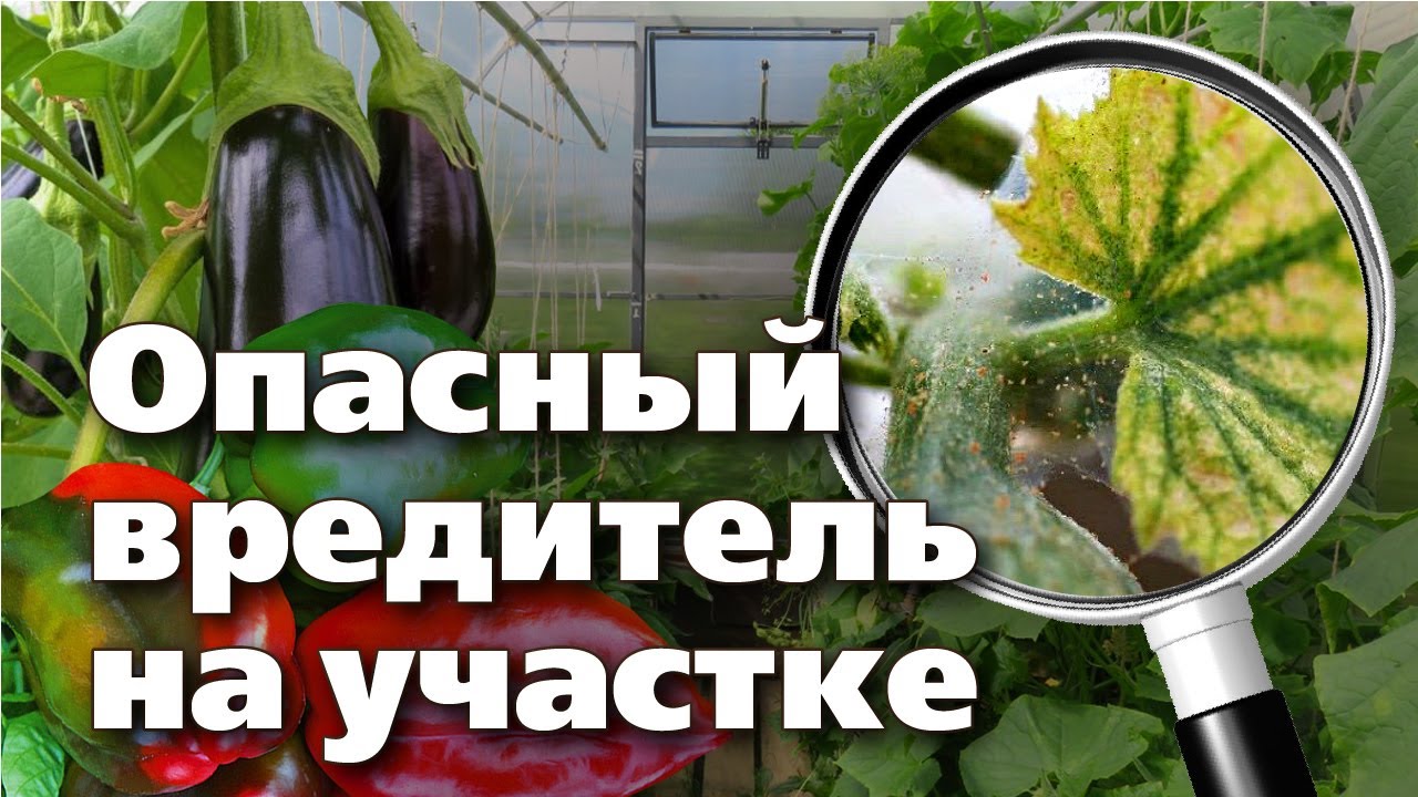 Нажмите, чтобы запустить видео