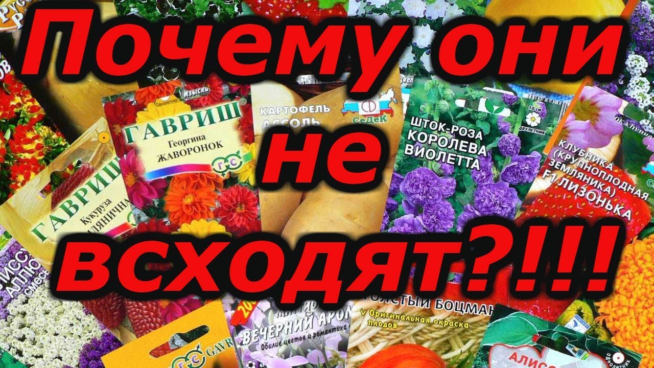 Нажмите, чтобы запустить видео