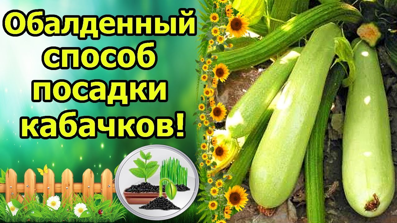 Нажмите, чтобы запустить видео