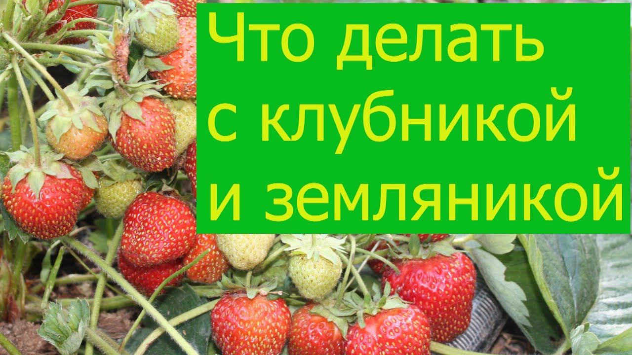 Нажмите, чтобы запустить видео