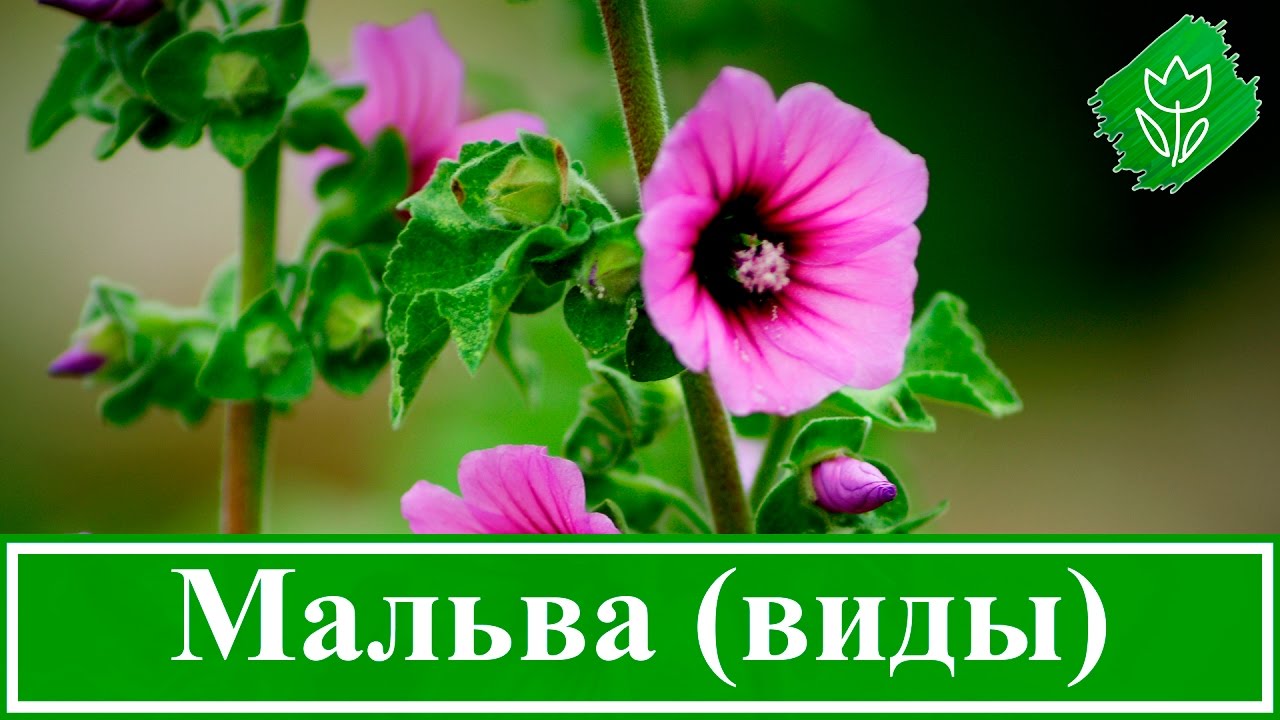 Нажмите, чтобы запустить видео
