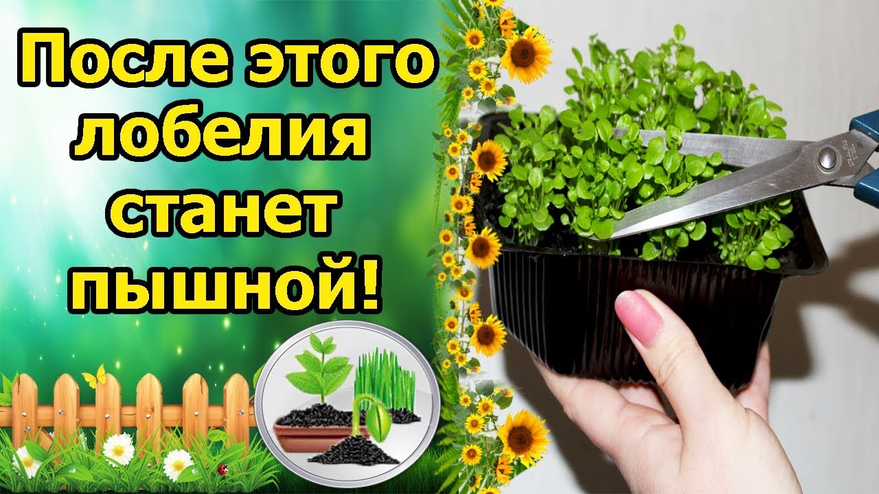 Нажмите, чтобы запустить видео