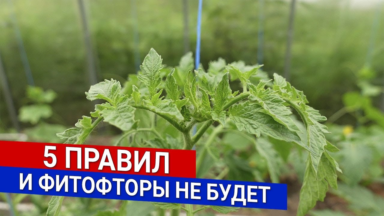 Нажмите, чтобы запустить видео