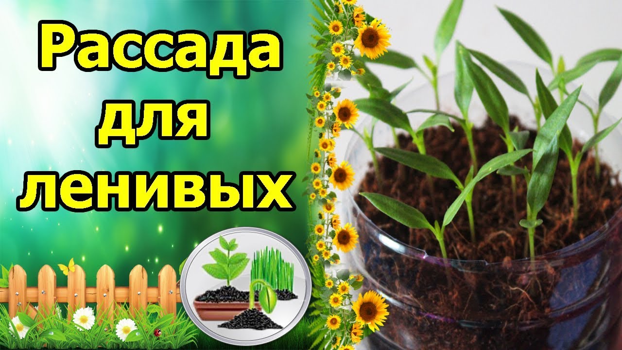 Нажмите, чтобы запустить видео